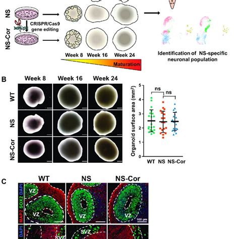 Normal Development Of NS IPSCs To COs A Schema Of The Experimental