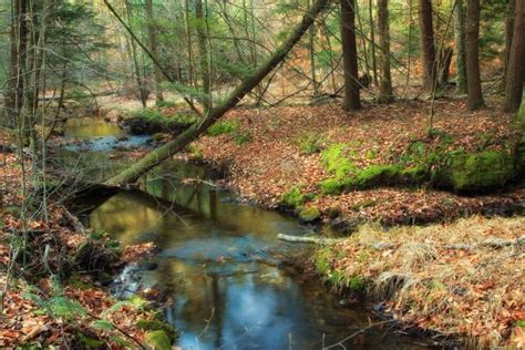 Free Images Landscape Tree Nature Forest Creek Swamp Wilderness