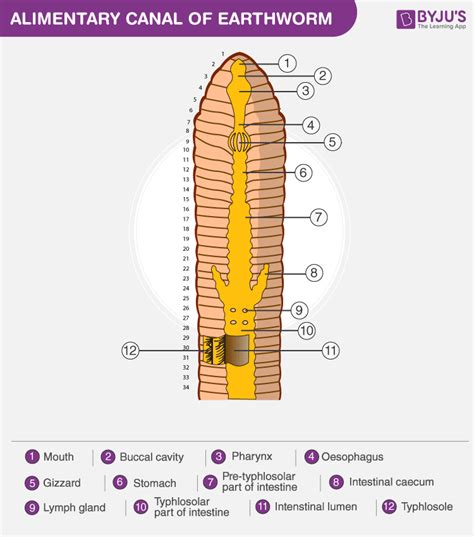 Earthworm: Digestive System, Structure of Alimentary Canal, Physiology