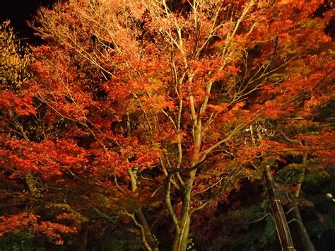 筑波山のライトアップされた紅葉を見てきました。 魅せる登山と温泉記録