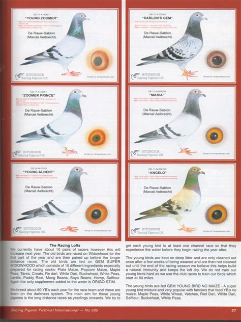 Pigeon Pictorial Hitchcock Racing Pigeons UK