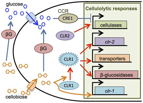 Cellulase Production In N Crassa Is Regulated By Cellobiose Induction