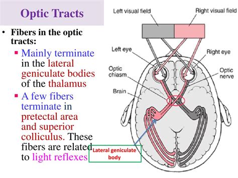 Ppt Cranial Nerves Iiiii Ivvi And Visual Pathway Powerpoint