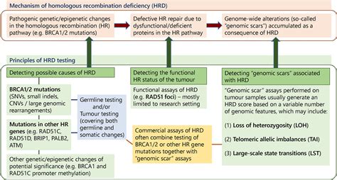 Predictive And Prognostic Biomarkers In Female Genital Tract Tumours