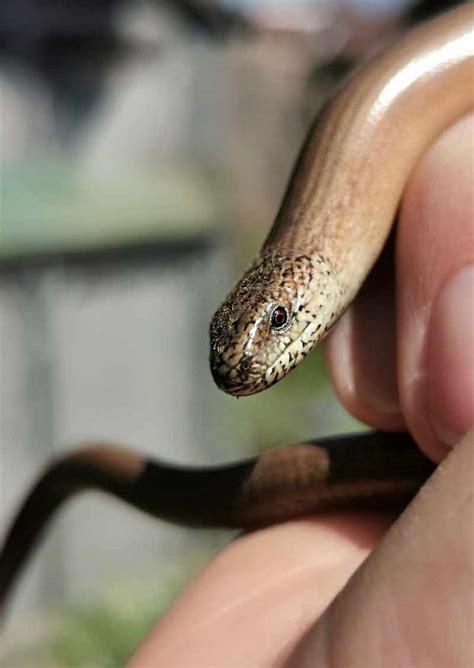 Legless Lizard Pets Society