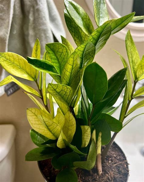 Chameleon Zz Zamioculcas Zamiifolia Etsy