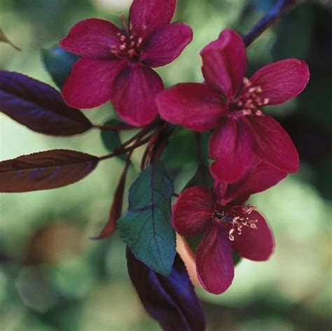 Malus Royalty Royalty Crabapple From Antheia Gardens