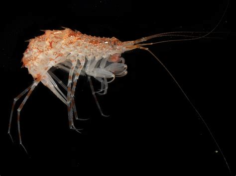 amphipod species   north atlantic investigated