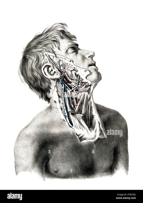 Medizin Menschliche Anatomie Das Kreislaufsystem Blutkreislauf