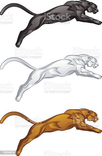 Puma Vecteurs Libres De Droits Et Plus Dimages Vectorielles De Puma Félin Puma Félin