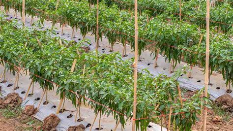 Pest Management Strategies for Chilli Crop Cultivation in India – resetagri