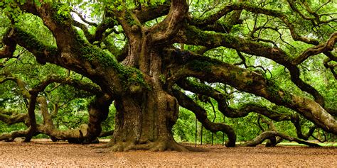 Large Tree