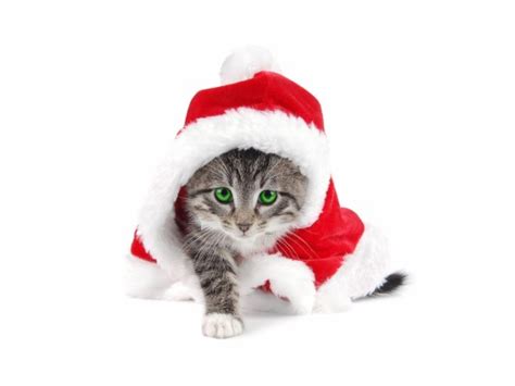 Mesmerizing Santa Claus Wallpapers Kittens Dressed Up For Christmas