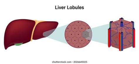 Hepatic Lobule Photos And Images Shutterstock