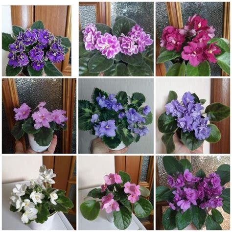 Фиалка – купить в Хабаровске, цена 200 руб., дата размещения: 04.07. ...