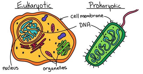 Eukaryotic And Prokaryotic Cells Differences