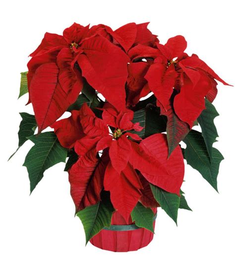 RedOak Red Poinsettia Seeds - 30 Pcs: Buy RedOak Red Poinsettia Seeds - 30 Pcs Online at Low ...