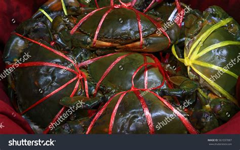 Serrated Mud Crab Mangrove Crab Black Stock Photo 561037087 Shutterstock