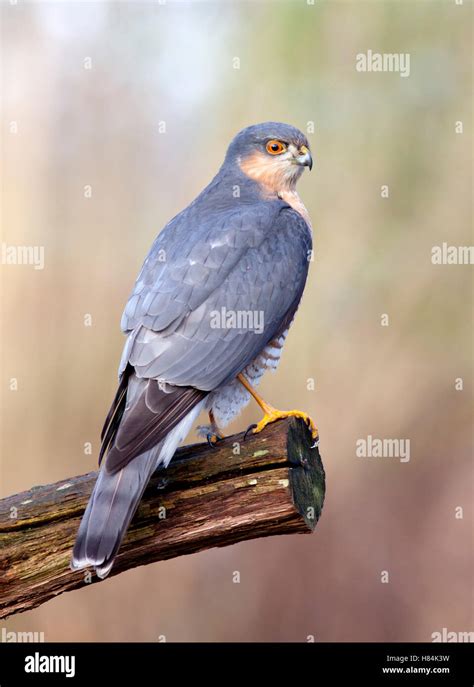 Eurasian Sparrowhawk Accipiter Nisus Male Rijssen Netherlands Stock