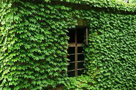 Elisandre L Oeuvre Au Noir La Nature Reprend Ses Droits Dans Un