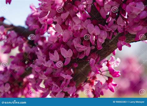 Eastern Redbud Seed Pods Cercis Canadensis Stock Photo