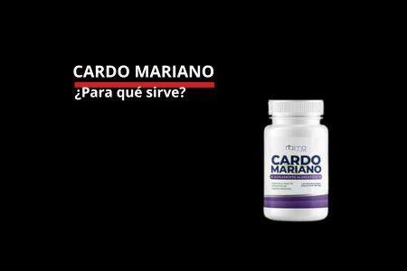 Cardo Mariano Para Qu Sirve