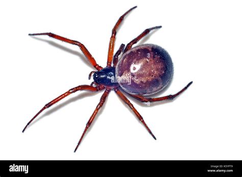 False Black Widow Spider Images