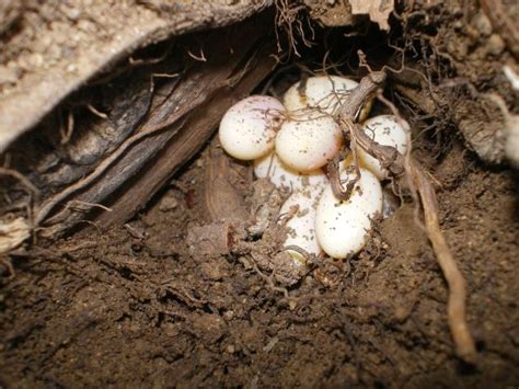 Eastern Fence Lizard Eggs