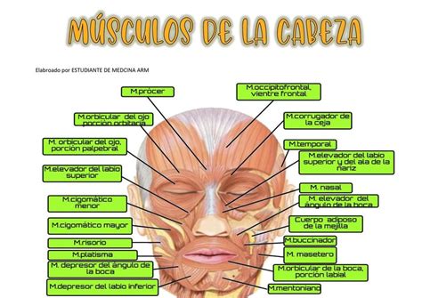 Imagen De Los Musculos De La Cara