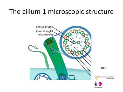 cilium  microscopic structure powerpoint