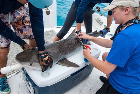 Shark Reproduction – Shark Research & Conservation Program (SRC) | University of Miami