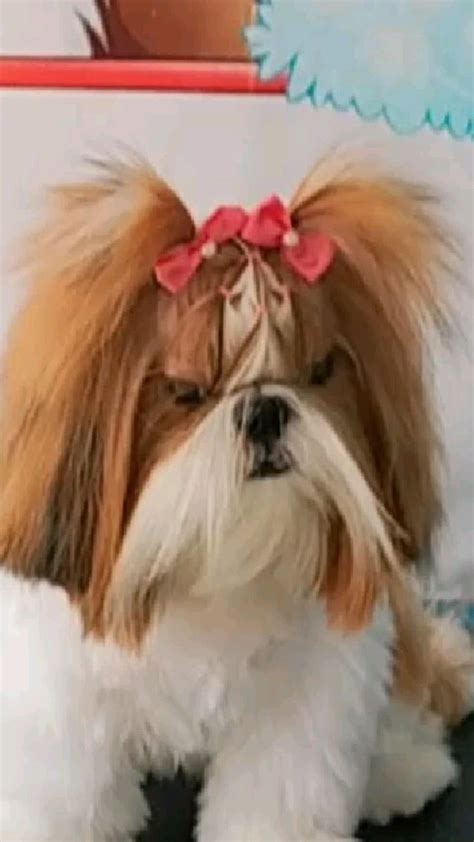 Penteado Em Shihtzu Em 2024 Penteados Shih Tzu