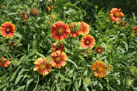 Coral Peach And Apricot Flowers Here Are 35 Ornate Orange Perennials To Grow This Year