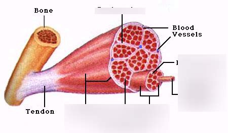 Skeletal Muscle Organization Diagram Quizlet