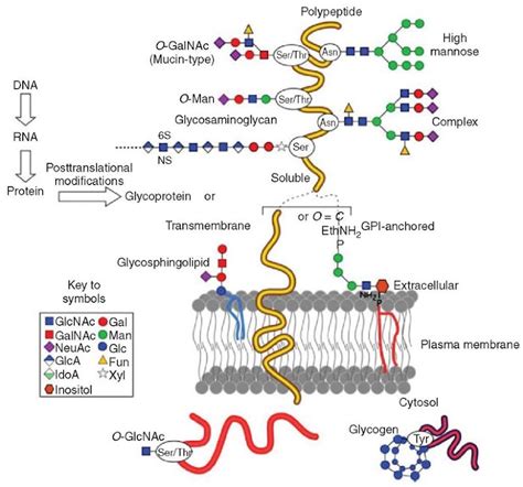 Glycoprotein Structure