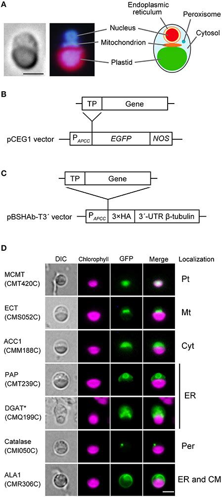 Examples Of Subcellular Localization Of Gfp Fused Proteins A Download Scientific Diagram