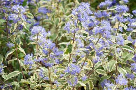 Caryopteris X Clandonensis White Surprise Bluebeard