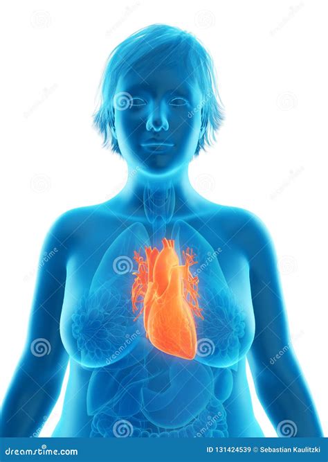 An Obese Womans Heart Stock Illustration Illustration Of Circulatory 131424539