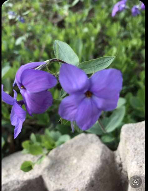 Woodland Phlox stolonifera | Garden, Plants, Woodland