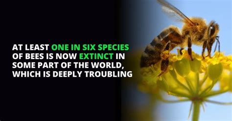 Bee Populations Are Dying Humans And Science Need To Act Fast To Save Bees