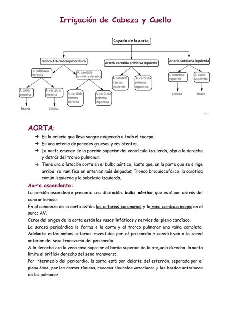 SOLUTION Arterias De Cabeza Y Cuello Studypool