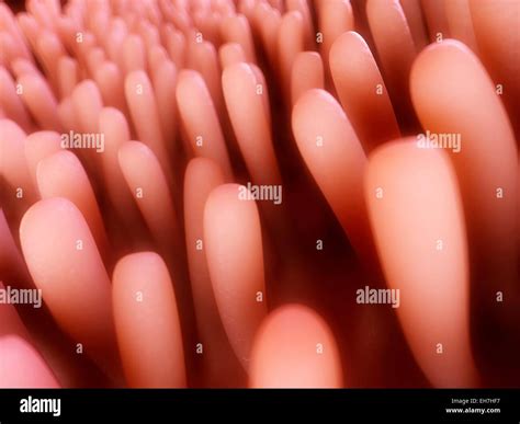 Intestinal Lining Hi Res Stock Photography And Images Alamy