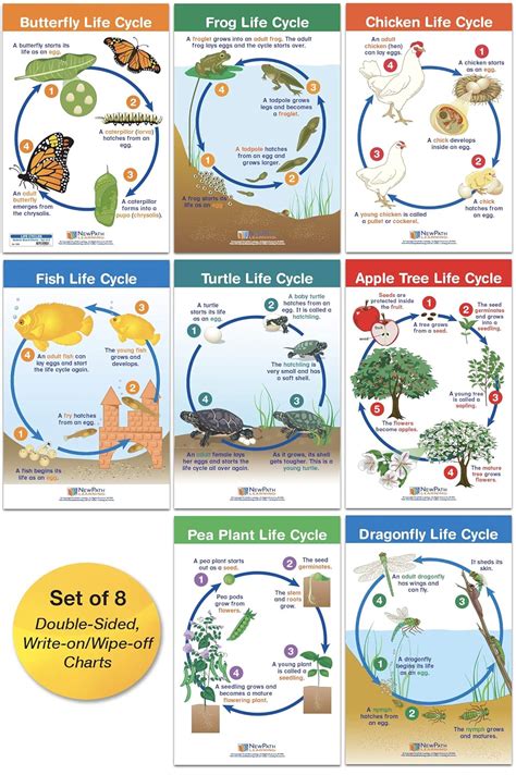 Dau Life Cycle Chart