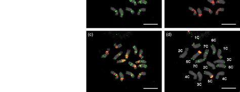 Fluorescence in situ hybridization on mitotic metaphase plates of ... 