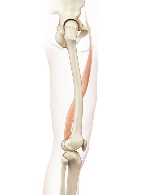 human thigh muscle photograph  sciepro fine art america