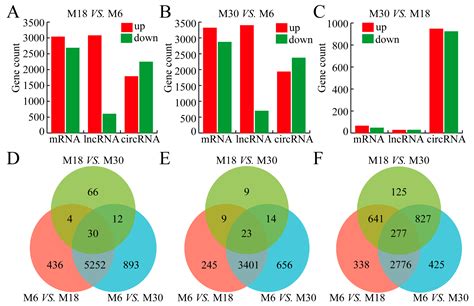 IJMS Free Full Text Genome Wide Landscape Of MRNAs LncRNAs And