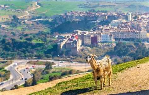 Goat near Marinid Tombs in Fes Morocco图片 Canva可画