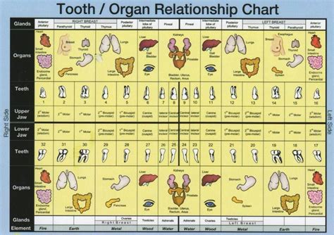 Pin By Ritz On Teeth Holistic Dentistry Tooth Chart Relationship Chart