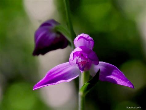 Okrotice červená Cephalanthera rubra Flora cs