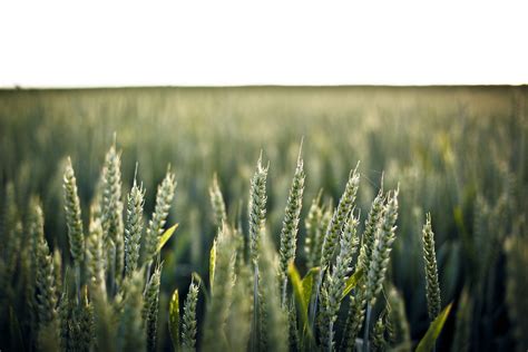 Images Gratuites La Nature Herbe Champ Prairie Blé Prairie